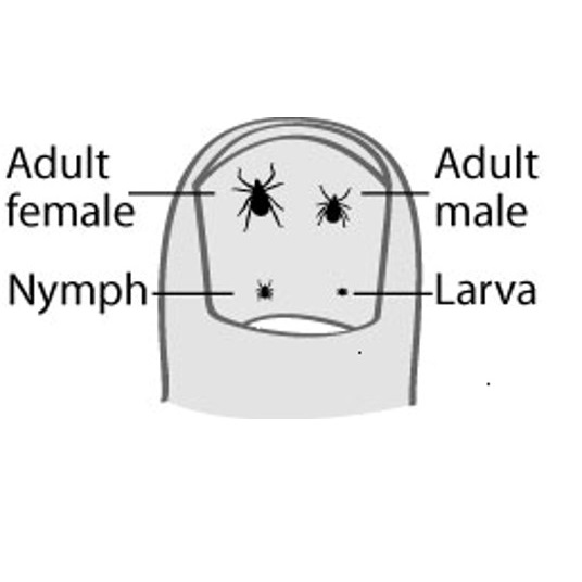 A diagram showing the size of ticks relative to a person's thumb